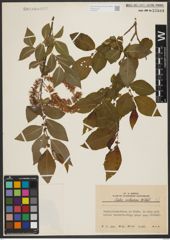 Foto von Salix silesiaca Willd.